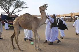 Al ain camel market, abu dhabi. Camel Market Al Ain 3 Al Ain Pictures United Arab Emirates In Global Geography