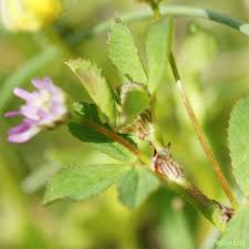 Image result for Trifolium isthmocarpum