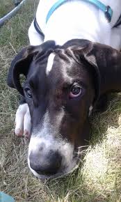 A great dane called zeus is the record holder for the tallest dog ever. This Is Moose He S A 17 Week Old Great Dane Puppy He Was My Emotional Support Dog At The Iowa State Trap Contest Which I Shot A 155 200 Yeet Aww