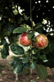 Epingle Sur Les Fruits Qui Pendent