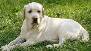 Image result for labrador retrívr