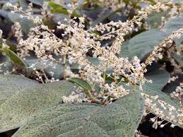 Japanese knotweed leaves tend to be shaped like a heart or a shovel. Japanese Knotweed