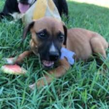 Donate to help dogs make a general donation sponsor a dog. Wide Bay Animal Rescue Petrescue
