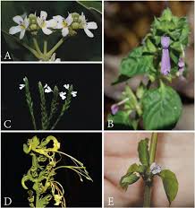 Image result for Dicliptera carvalhoi