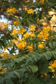 Image result for Cassia burttii