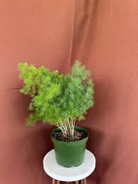 Image result for Asparagus macowanii