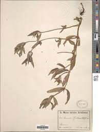 Image result for Spermacoce ruelliae