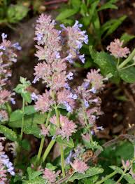 Image result for Syncolostemon linearis