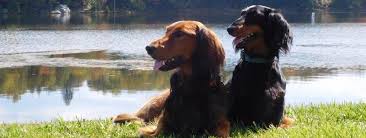 Hello, we have several litters of golden retriever for sale: Dachsadore Dachshunds New York Dachsadore Kennels Is Located In Western New York I Breed And Show Standard Long Hair Dachshund Puppies Upon Occasion I Do Have Puppies