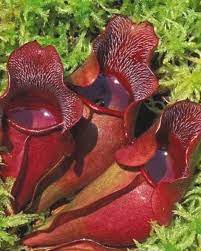 Plantpurplesarracenia Plantsnorthern Carnivorous Carnivorous Purpurea Pitcher Pitcher Weeds Plant Carnivorous Plants Pitcher Plant Sarracenia Purpurea