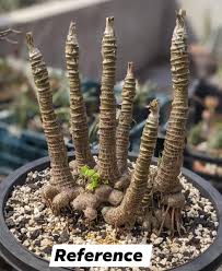 Image result for Trachyandra saltii