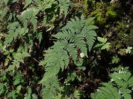 Image result for Aleuritopteris welwitschii