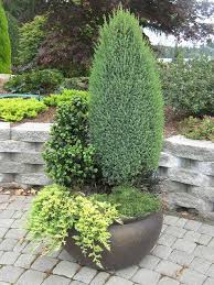 We did not find results for: 38 Evergreens In Containers Ideas Plants Container Gardening Evergreen