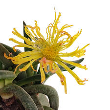 Image result for Hereroa glenensis