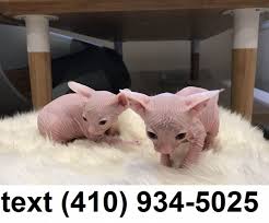 The persian is a docile, gentle, affectionate cat. Amazing Sphynx Hairless Kittens For Sale Burlington Us En Oc2o