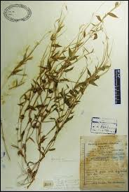 Image result for Arthraxon lancifolius