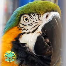 Birds For Sale In Florida Its For The Birds From Finches To Macaws Your One Stop Shop For All Things Bird Related In Naples Cages Toys And More Ongoing Bird Macaw Naples Florida