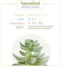 This succulent is a desert plant; Succulent Care Guide Growing Information Tips Proflowers Blog