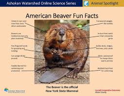 Check spelling or type a new query. Cornell Cooperative Extension Watershed Animal Spotlight