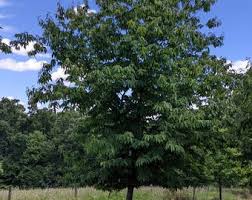 Image result for Cogniauxia