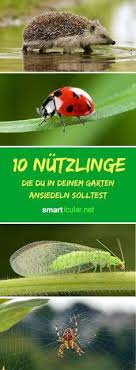 Nutzlinge Im Garten Ansiedeln Kleine Biologische Helfer Garten Garten Pflanzen Naturnaher Garten