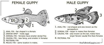 Pin On Betta Fish