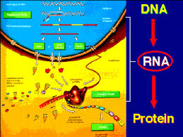 Protein Synthesis