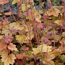 X Heucherella Sweet Tea Dorset Perennials A cross of heuchera and tiarella. gbp
