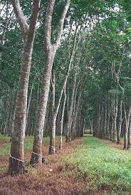 Rubber Tree Definition Facts Britannica