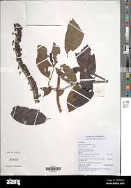 Image result for Bertiera