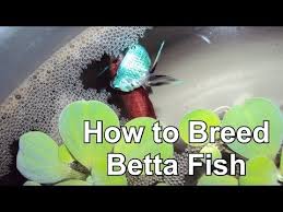 Betta Breeding Step By Step Guide English Subtitles Youtube Breeding Betta Fish Betta Fish Betta Breeding