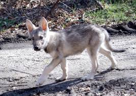 Marxdorfer wolfhund sonstige hunde jung 3 rüden, mutter reinweiß, vater wolfsgrau, gut in verbindung stehende artikel. Mwhc On Twitter Willow Sucht Ein Liebevolles Zuhause Marxdorfer Wolfshund Https T Co Dska43g27t Https T Co Lnurlas2u6