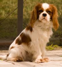 King Cocker Spaniel Black And Brown Cavalier King Charles Spaniel Black And Tan Wallpaper King Charles Cavalier Spaniel Puppy Cavalier King Charles Spaniel King Charles Spaniel