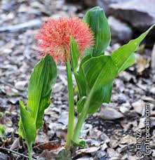 Image result for Scadoxus multiflorus