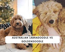 Kitchen equipment australian labradoodle vs labradoodle. Australian Labradoodle Vs Goldendoodle Comparison 2021 We Love Doodles