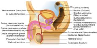 1 äußere weibliche geschlechtsorgane schamberg mons pubis große schamlippen labia majora pudendi kleine schamlippen labia minora pudendi kitzler clitoris vorhofdrüsen gll. Geschlechtsorgan Wikipedia