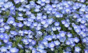 Stauden fur trockene schattige standorte baume garten. Schattengewachse Selbst De