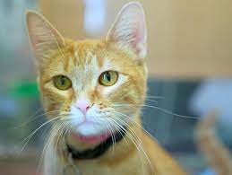 Adopt Kelda St Paul Mn Humane Society Young Female Fully Vetted 6lbs Available At 1115 Beulah Ln St Paul Mn Cat Adoption Kitten Adoption Orange Cats