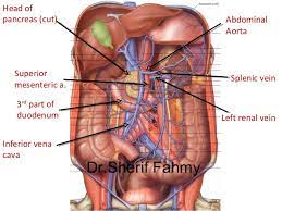 Anatomy Of The Abdomen Anatomy Drawing Diagram