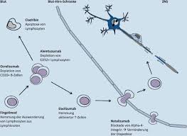Das immunsystem zerstört dabei die eigenen nervenzellen. Neues Aus Der Immuntherapie Bei Multipler Sklerose Springerlink