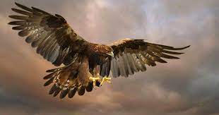 Check spelling or type a new query. Terkeren 17 Gambar Wallpaper Burung Elang Richa Wallpaper