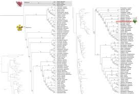 Image result for Triaspis hypericoides