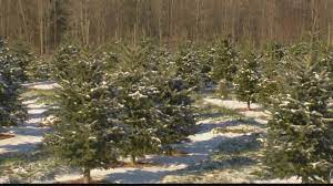Buffalo Creek Christmas Tree Cutting 2022 Where To Get Your Christmas Tree This Year (And How Much To Expect To Pay  For It)