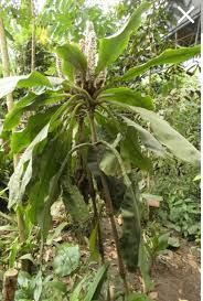 Image result for Palisota schweinfurthii