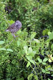 Image result for Scutia