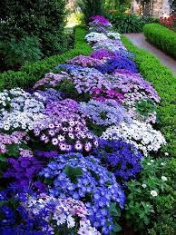 Purple Border Plants Agapanthus Ageratum Aristea Ecklonii Nemesia Strumosa Nolana Petunia Platycodon Grandifl Beautiful Gardens Beautiful Flowers Plants
