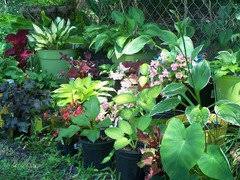 How To Grow Hostas - The Home Depot