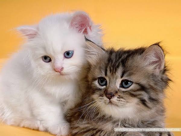 ผลการค้นหารูปภาพสำหรับ แมวเปอร์เซีย"