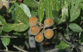 Image result for Bonamia mossambicensis