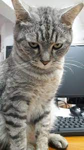 10.แมวเบงกอล (bengal) แมวเบงกอลเป็นแมวที่มีลวดลายสวยงาม คล้ายกับลูกเสือดาวตัวน้อยๆ โดยสันนิษฐานว่าแมวเบงกอลนั้นเกิดจากการผสม. à¸«à¸™ à¸²à¸£ à¸­à¸™à¹€à¹€à¸¥ à¸§ à¸¡à¸²à¸„à¸¥à¸²à¸¢à¸£ à¸­à¸™à¹ƒà¸« à¹à¸¡à¸§à¸ à¸™à¹€à¸– à¸­à¸° à¹€à¸ª à¸™à¸—à¸²à¸‡à¹€à¸¨à¸£à¸©à¸